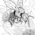 Aonaka-abeille
