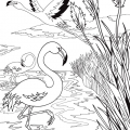 Aonaka-flamant-rose