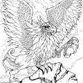 Aonaka-griffon