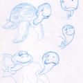 tortue